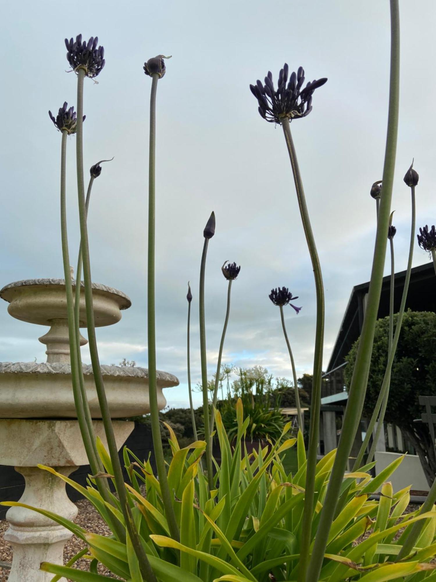 Hotel La Bodega Waiheke Island Surfdale Zewnętrze zdjęcie